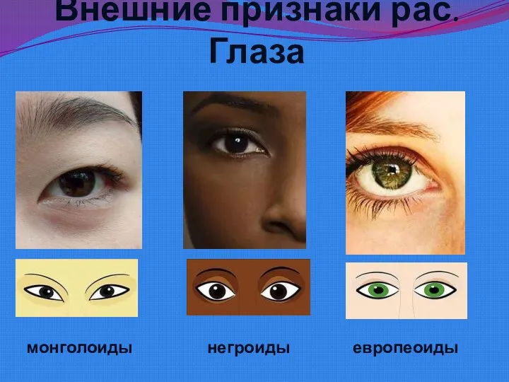 Внешние признаки рас. Глаза европеоиды негроиды монголоиды