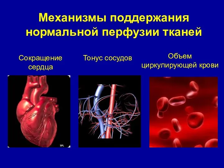 Механизмы поддержания нормальной перфузии тканей Сокращение сердца Тонус сосудов Объем циркулирующей крови