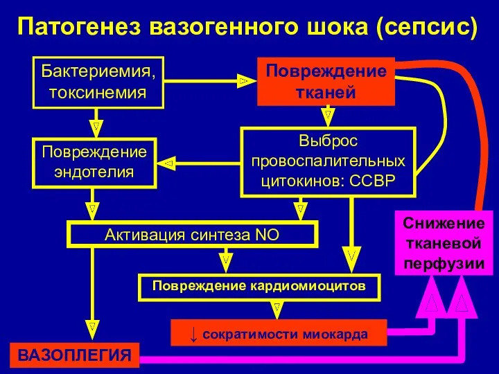 Патогенез вазогенного шока (сепсис) Бактериемия, токсинемия Повреждение тканей Выброс провоспалительных