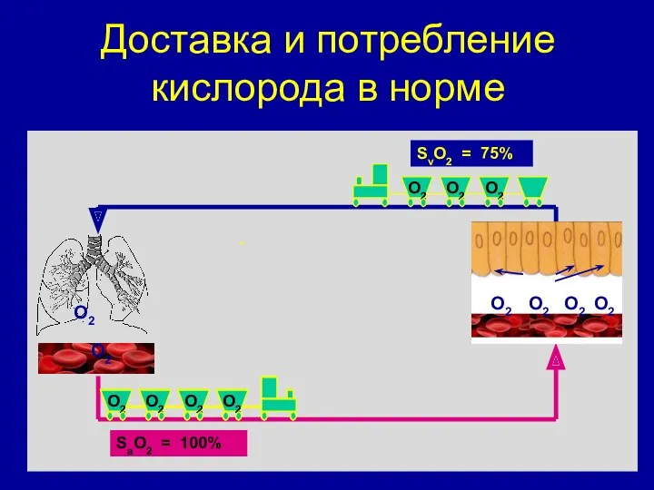 Доставка и потребление кислорода в норме SvO2 = 75% SaO2