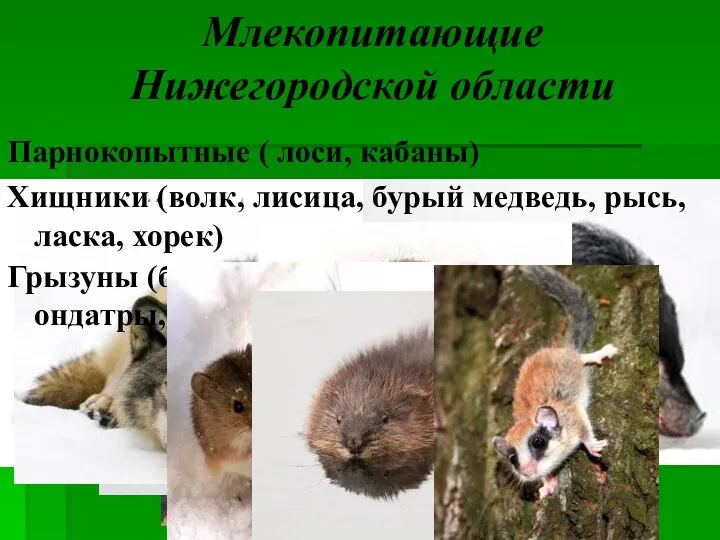 Парнокопытные ( лоси, кабаны) Млекопитающие Нижегородской области Хищники (волк, лисица,