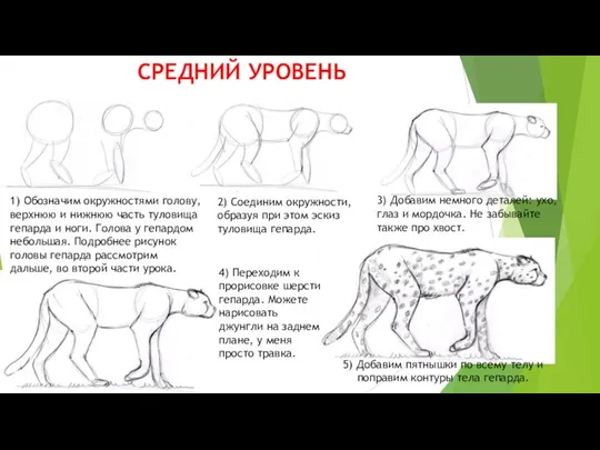 СРЕДНИЙ УРОВЕНЬ 1) Обозначим окружностями голову, верхнюю и нижнюю часть