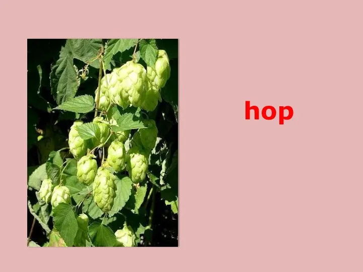 hop