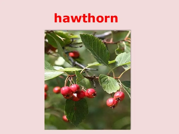 hawthorn