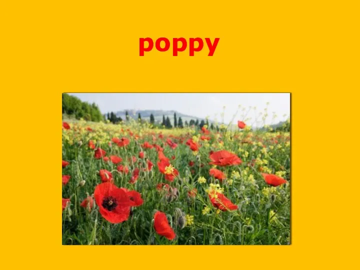 poppy