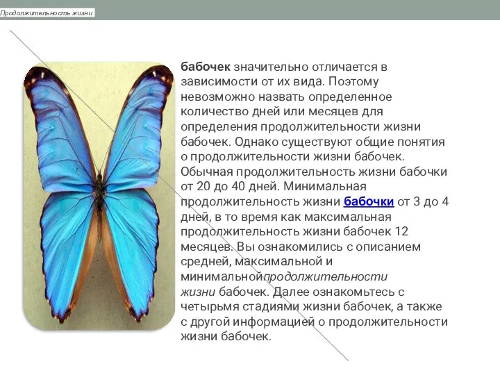 Продолжительность жизни бабочек значительно отличается в зависимости от их вида.