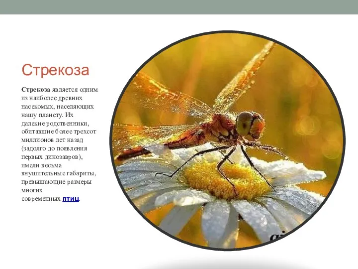 Стрекоза Стрекоза является одним из наиболее древних насекомых, населяющих нашу