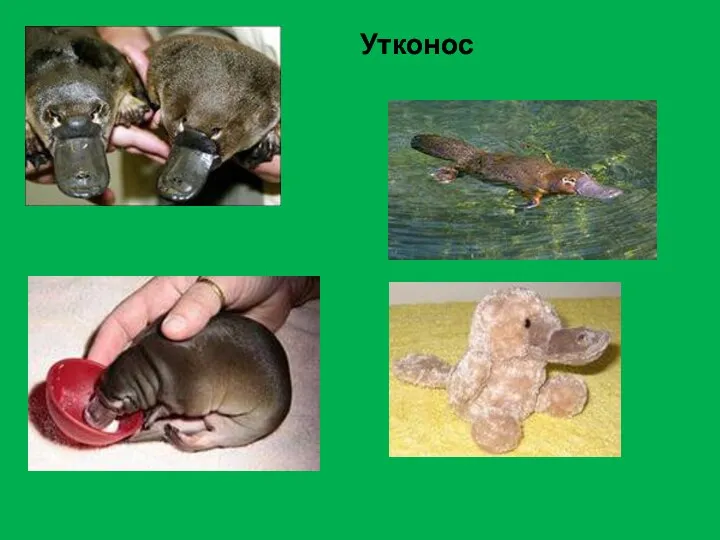 Утконос