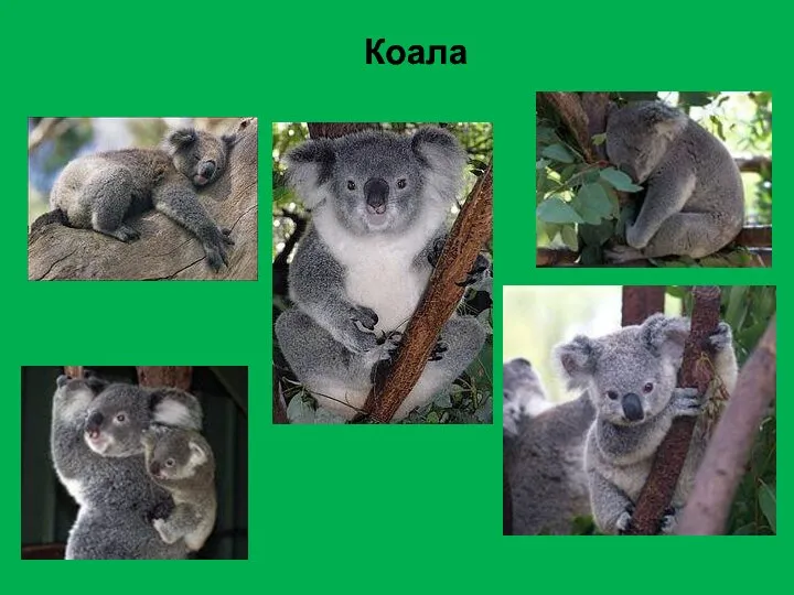 Коала