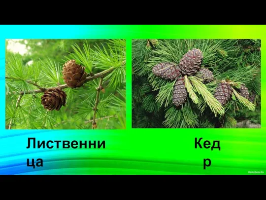 Кедр Лиственница