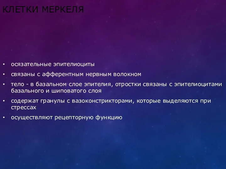 КЛЕТКИ МЕРКЕЛЯ осязательные эпителиоциты связаны с афферентным нервным волокном тело