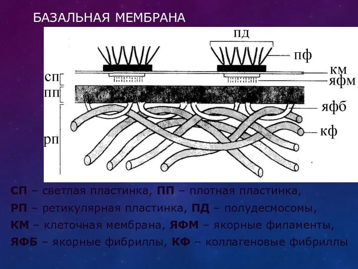 БАЗАЛЬНАЯ МЕМБРАНА СП – светлая пластинка, ПП – плотная пластинка,