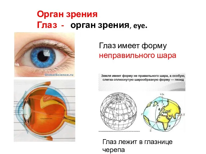 Орган зрения Глаз - орган зрения, eye. Глаз имеет форму неправильного шара Глаз