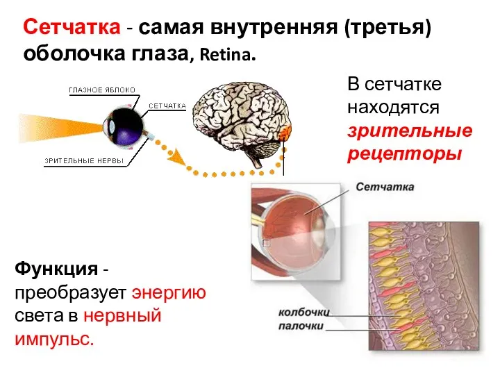 Сетчатка - самая внутренняя (третья) оболочка глаза, Retina. Функция - преобразует энергию света
