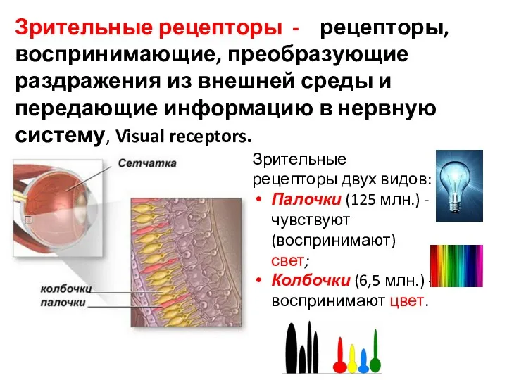 Зрительные рецепторы - рецепторы, воспринимающие, преобразующие раздражения из внешней среды