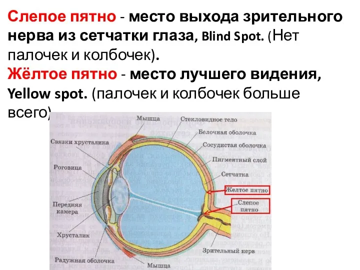 Слепое пятно - место выхода зрительного нерва из сетчатки глаза,