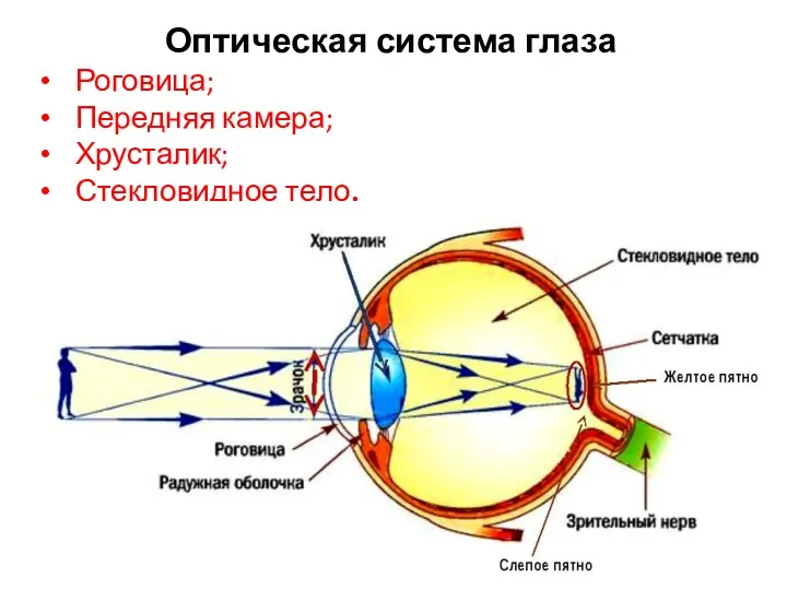 Оптическая система глаза Роговица; Передняя камера; Хрусталик; Стекловидное тело.