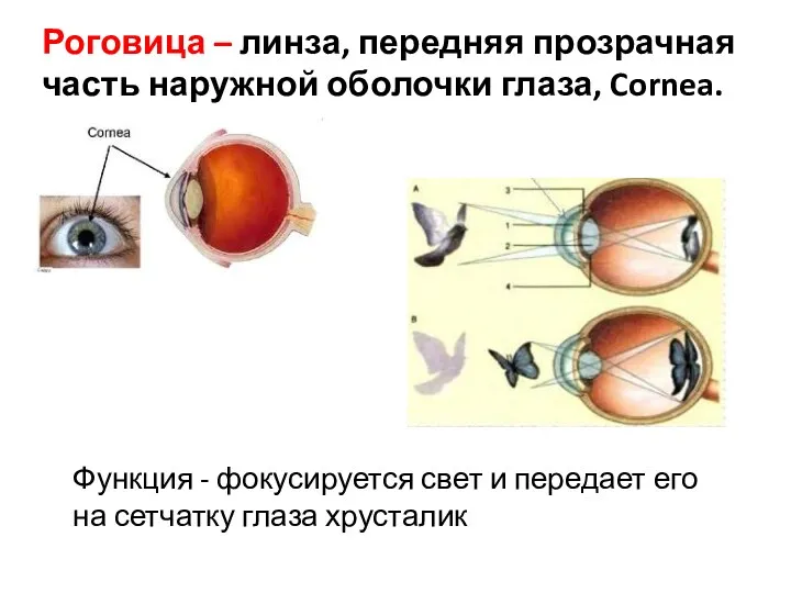 Роговица – линза, передняя прозрачная часть наружной оболочки глаза, Cornea. Функция - фокусируется