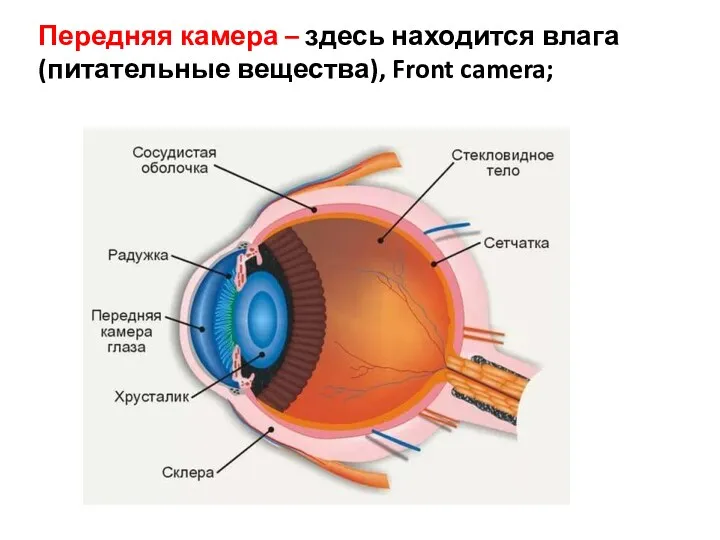 Передняя камера – здесь находится влага (питательные вещества), Front camera;