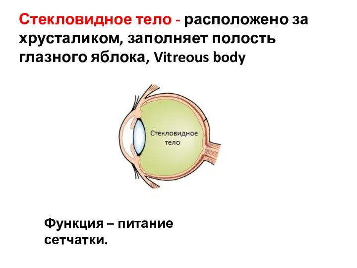 Стекловидное тело - расположено за хрусталиком, заполняет полость глазного яблока, Vitreous body Функция – питание сетчатки.
