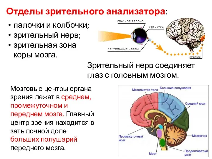 Отделы зрительного анализатора: Зрительный нерв соединяет глаз с головным мозгом. Мозговые центры органа