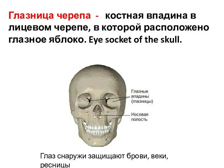 Глазница черепа - костная впадина в лицевом черепе, в которой расположено глазное яблоко.