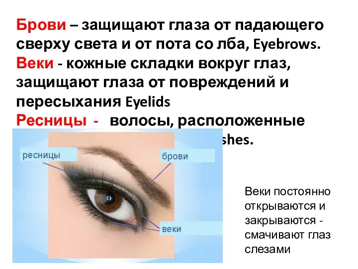 Брови – защищают глаза от падающего сверху света и от пота со лба,