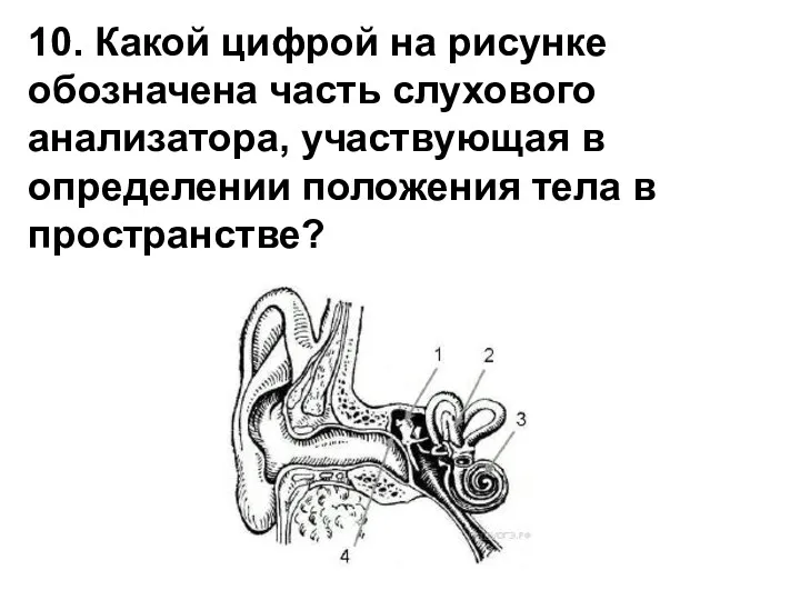 10. Какой цифрой на рисунке обозначена часть слухового анализатора, участвующая в определении положения тела в пространстве?