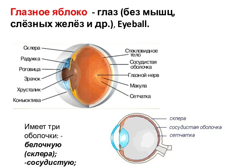 Глазное яблоко - глаз (без мышц, слёзных желёз и др.), Eyeball. Имеет три