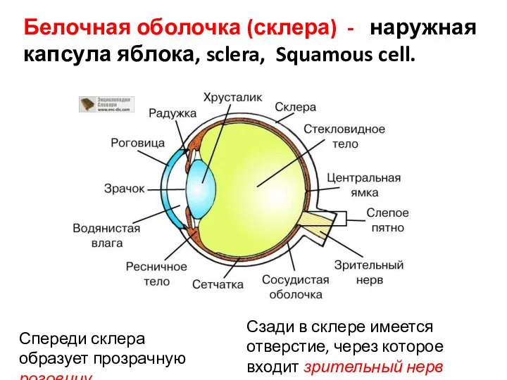 Белочная оболочка (склера) - наружная капсула яблока, sclera, Squamous cell. Сзади в склере