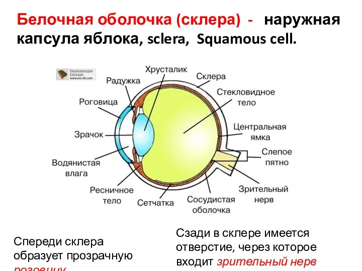 Белочная оболочка (склера) - наружная капсула яблока, sclera, Squamous cell.