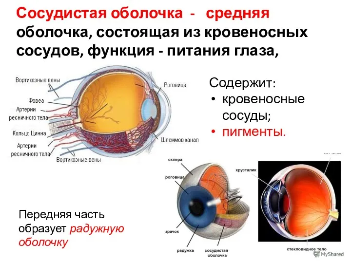 Сосудистая оболочка - средняя оболочка, состоящая из кровеносных сосудов, функция - питания глаза,