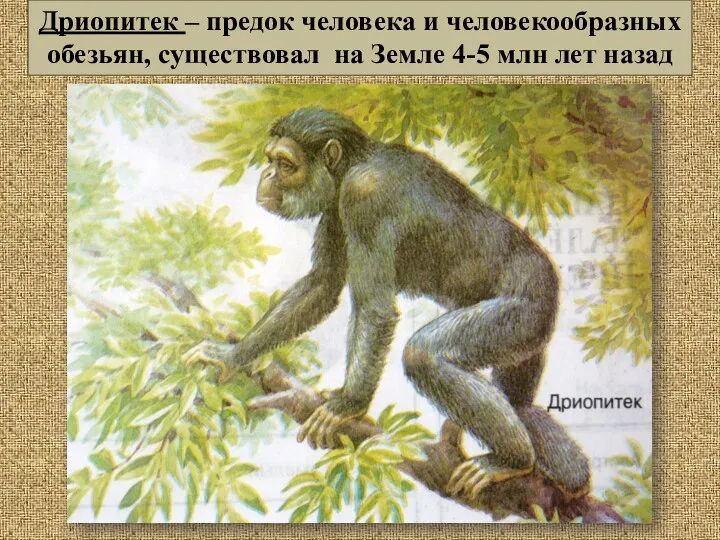 Дриопитек – предок человека и человекообразных обезьян, существовал на Земле 4-5 млн лет назад