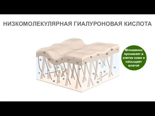 НИЗКОМОЛЕКУЛЯРНАЯ ГИАЛУРОНОВАЯ КИСЛОТА