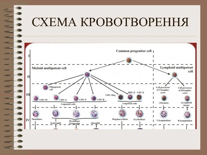 СХЕМА КРОВОТВОРЕННЯ