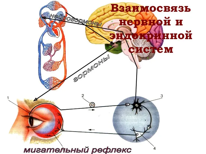 Взаимосвязь нервной и эндокринной систем нейрогормоны гормоны мигательный рефлекс