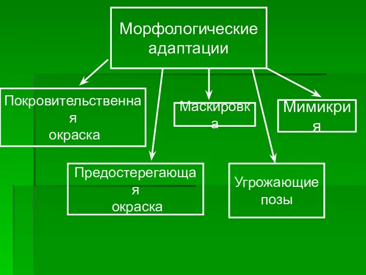 Морфологические адаптации Покровительственная окраска Мимикрия Маскировка Предостерегающая окраска Угрожающие позы