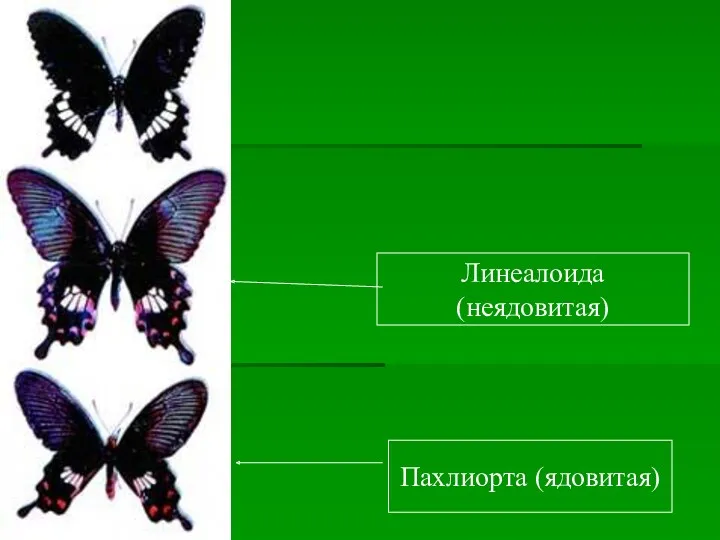 Пахлиорта (ядовитая) Линеалоида (неядовитая)