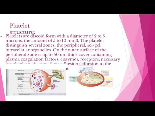 Platelet structure: Platelets are discoid form with a diameter of