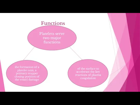 Functions Platelets serve two major functions the formation of a