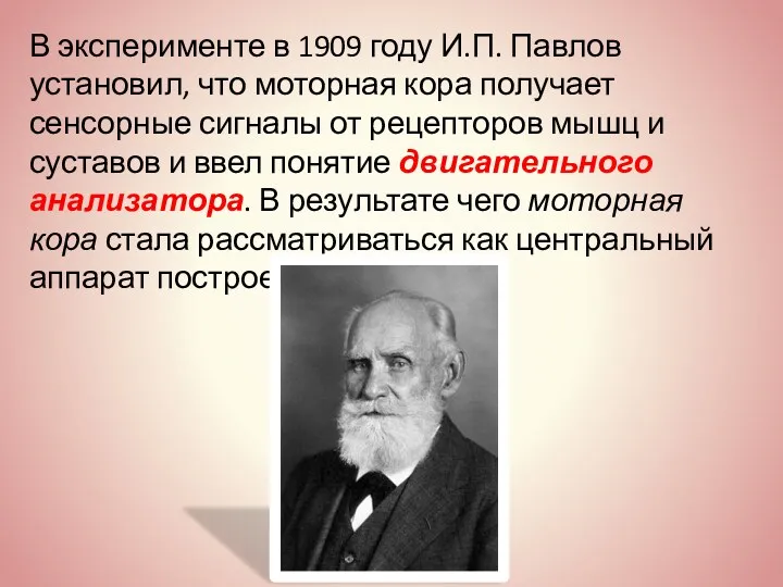 В эксперименте в 1909 году И.П. Павлов установил, что моторная