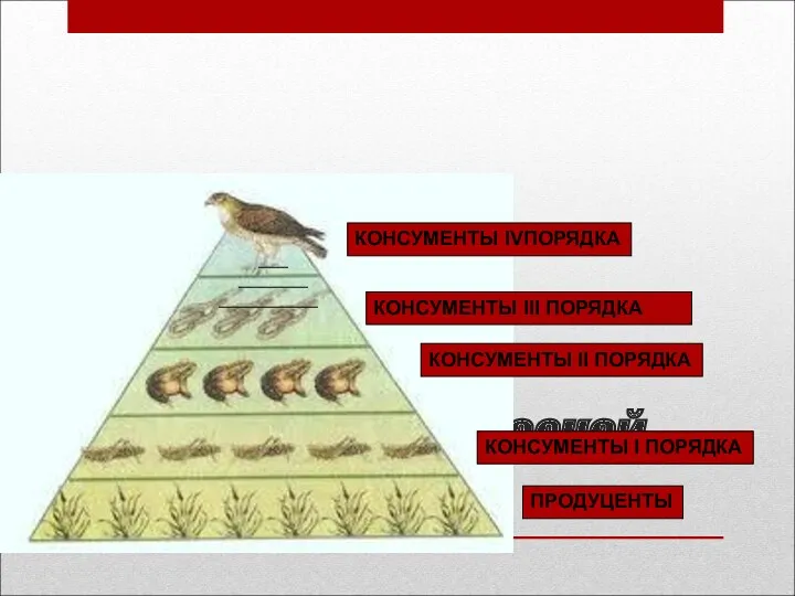 Правило экологической пирамиды КОНСУМЕНТЫ IVПОРЯДКА КОНСУМЕНТЫ III ПОРЯДКА КОНСУМЕНТЫ II ПОРЯДКА КОНСУМЕНТЫ I ПОРЯДКА ПРОДУЦЕНТЫ