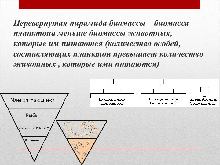 Перевернутая пирамида биомассы – биомасса планктона меньше биомассы животных, которые им питаются (количество