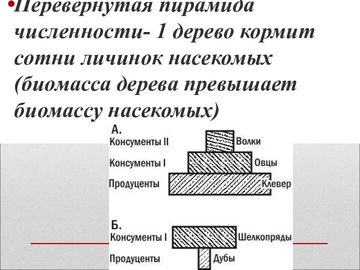 Перевернутая пирамида численности- 1 дерево кормит сотни личинок насекомых (биомасса дерева превышает биомассу насекомых)