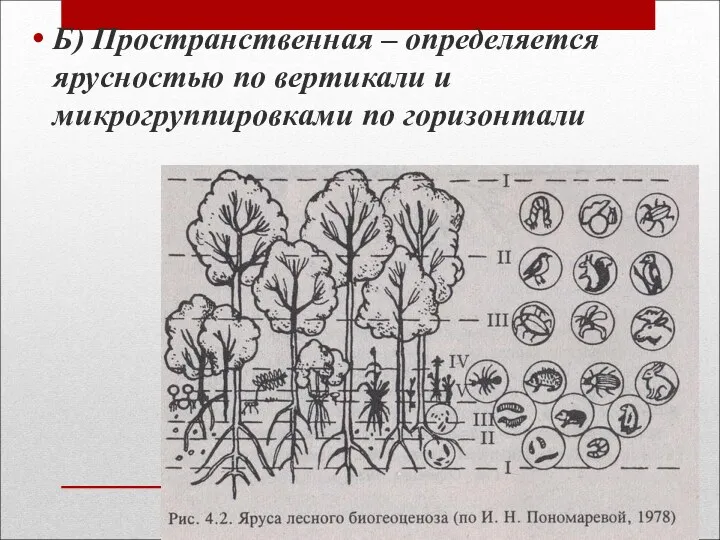 Б) Пространственная – определяется ярусностью по вертикали и микрогруппировками по горизонтали