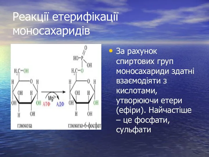 Реакції етерифікації моносахаридів За рахунок спиртових груп моносахариди здатні взаємодіяти
