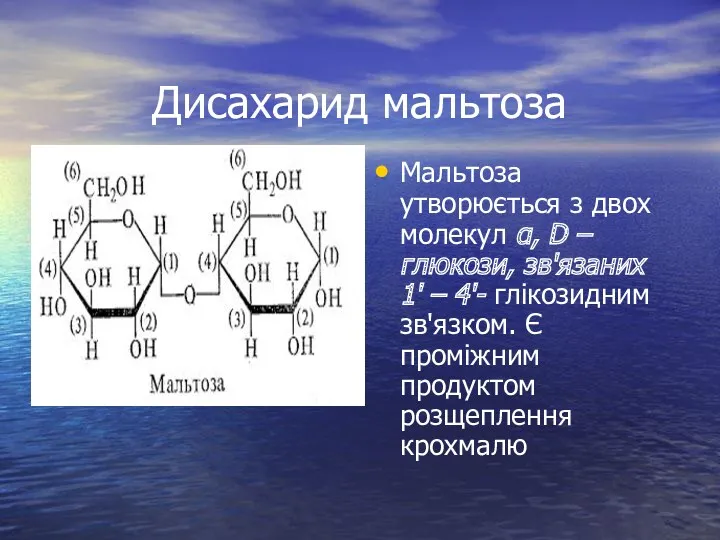 Дисахарид мальтоза Мальтоза утворюється з двох молекул α, D –