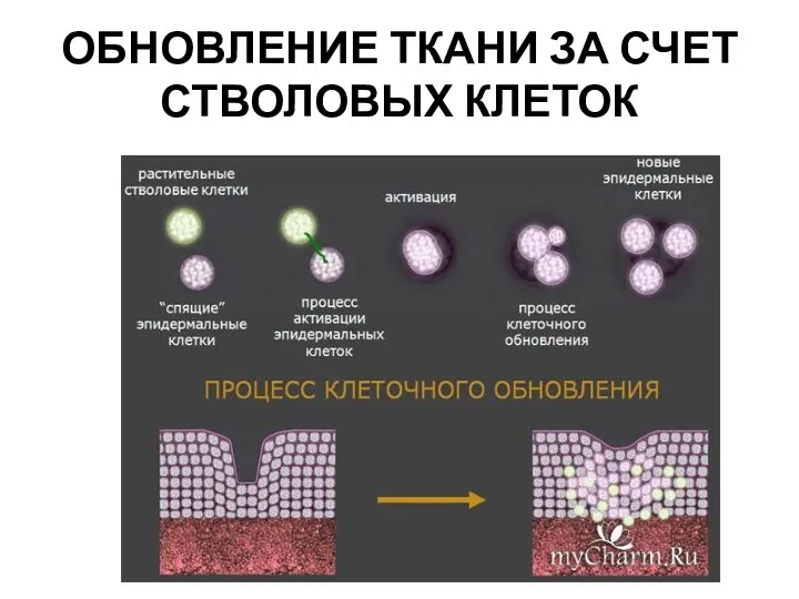 ОБНОВЛЕНИЕ ТКАНИ ЗА СЧЕТ СТВОЛОВЫХ КЛЕТОК