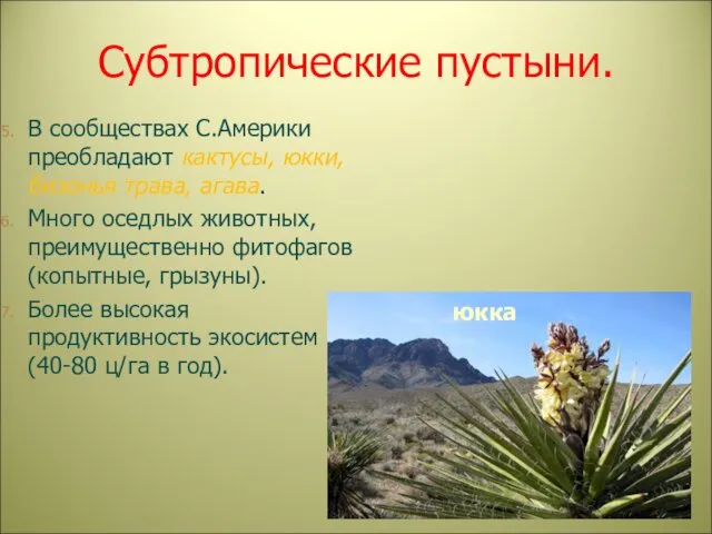 Субтропические пустыни. В сообществах С.Америки преобладают кактусы, юкки, бизонья трава,