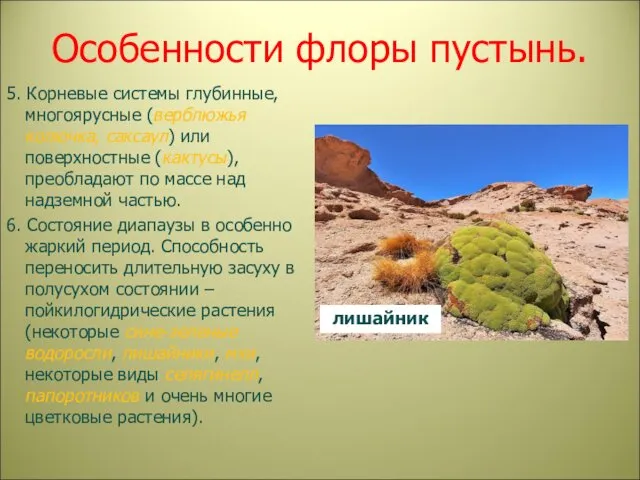 Особенности флоры пустынь. 5. Корневые системы глубинные, многоярусные (верблюжья колючка,